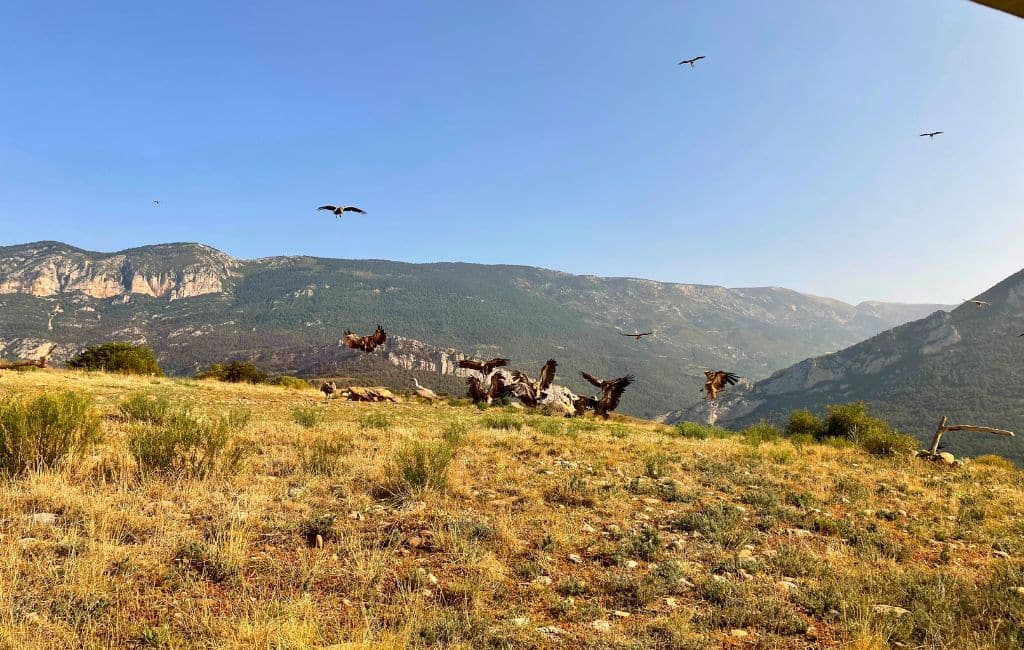 forest Days glamping Catalonia Spain