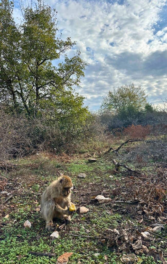 foret des singes monkey forest