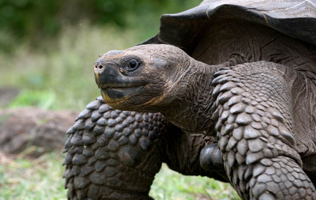 Planning a trip to the Galápagos Islands