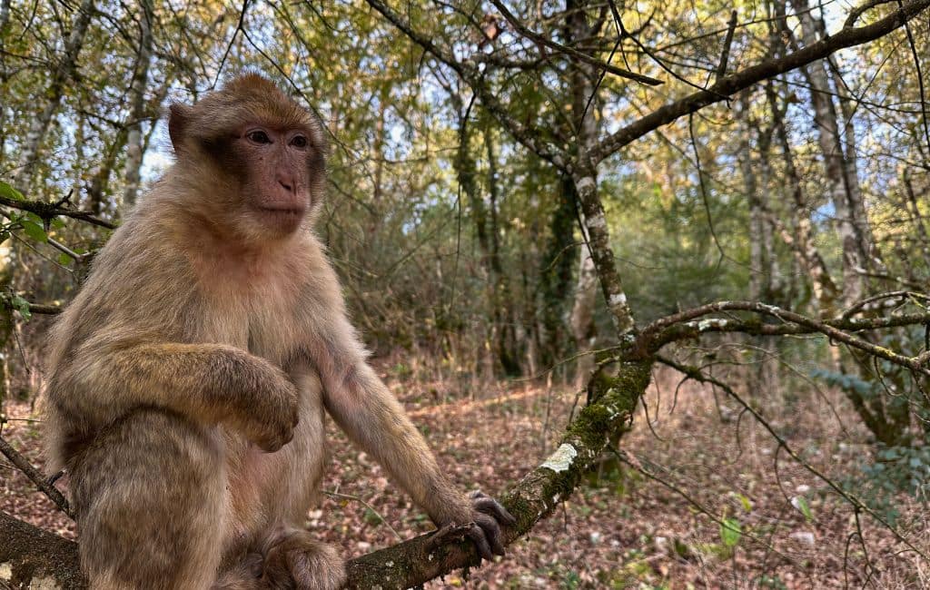 foret des singes monkey forest
