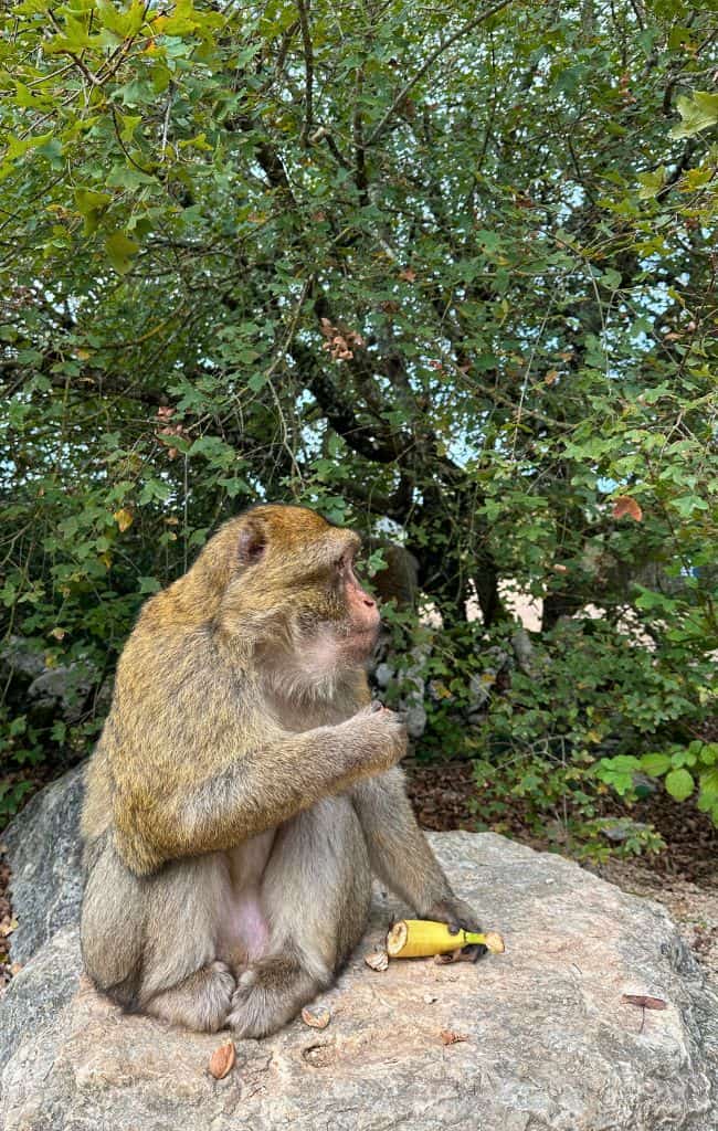 foret des singes monkey forest