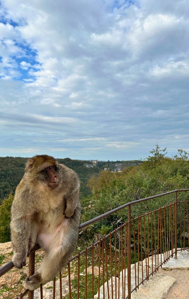 foret des singes monkey forest