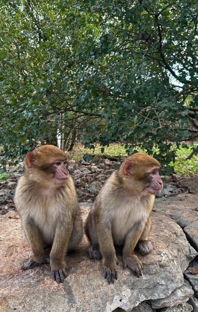 foret des singes monkey forest