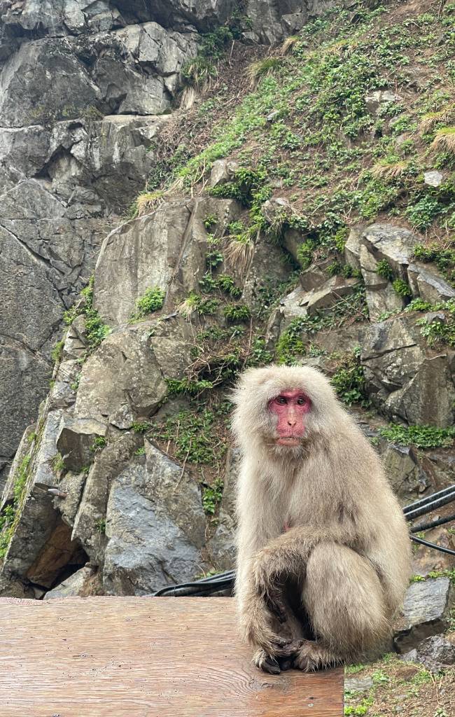 7 day itinerary Tokyo