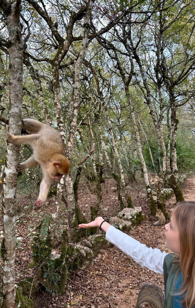 foret des singes monkey forest
