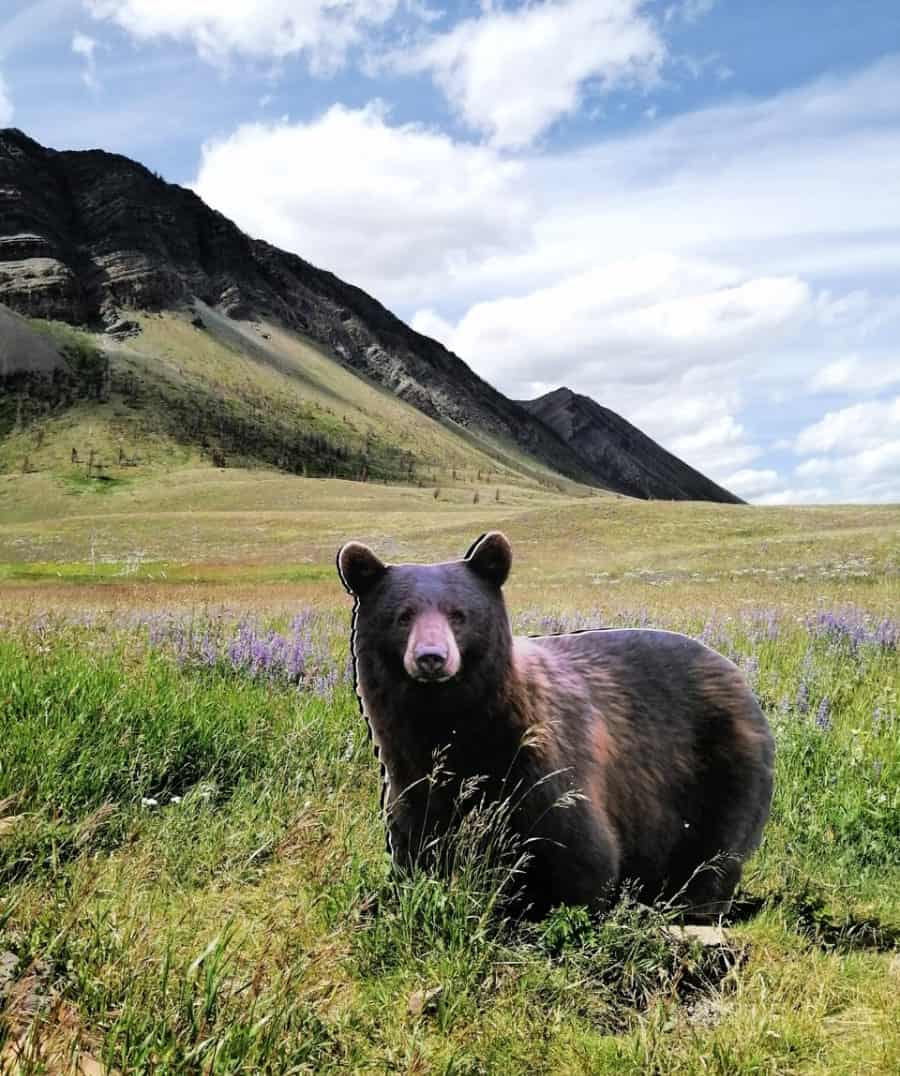 Waterton Lakes National Park