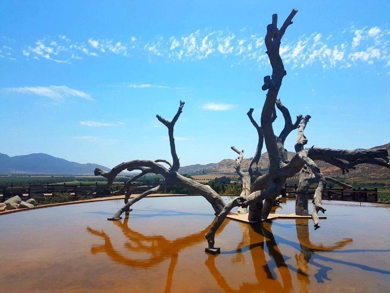 Best wineries in Valle de Guadalupe