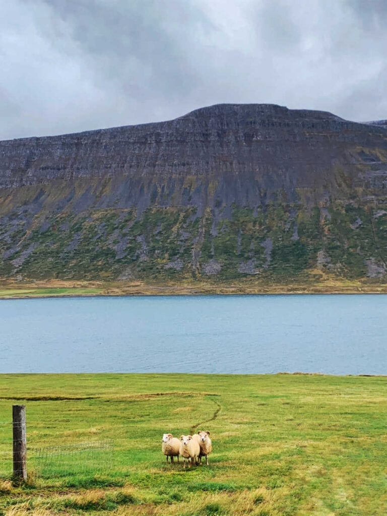 Westfjords Iceland Itinerary