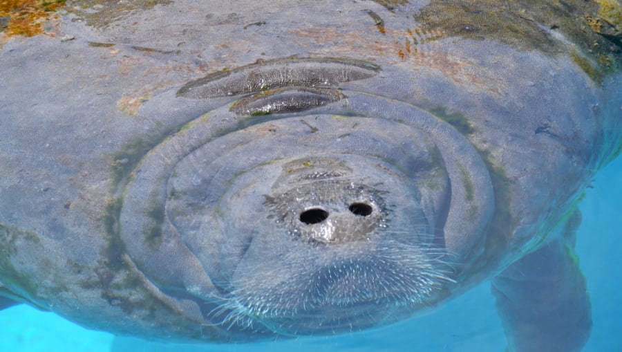 Where to see manatees in Florida