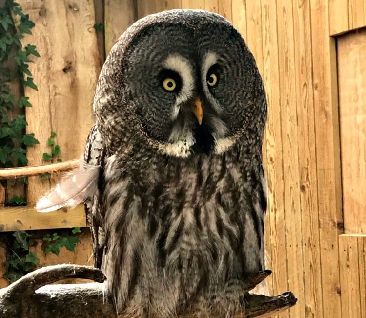 Puy Du Fou things you don't know