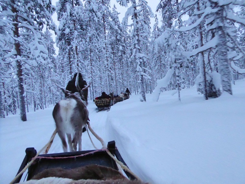 Reindeer Safari Lapland