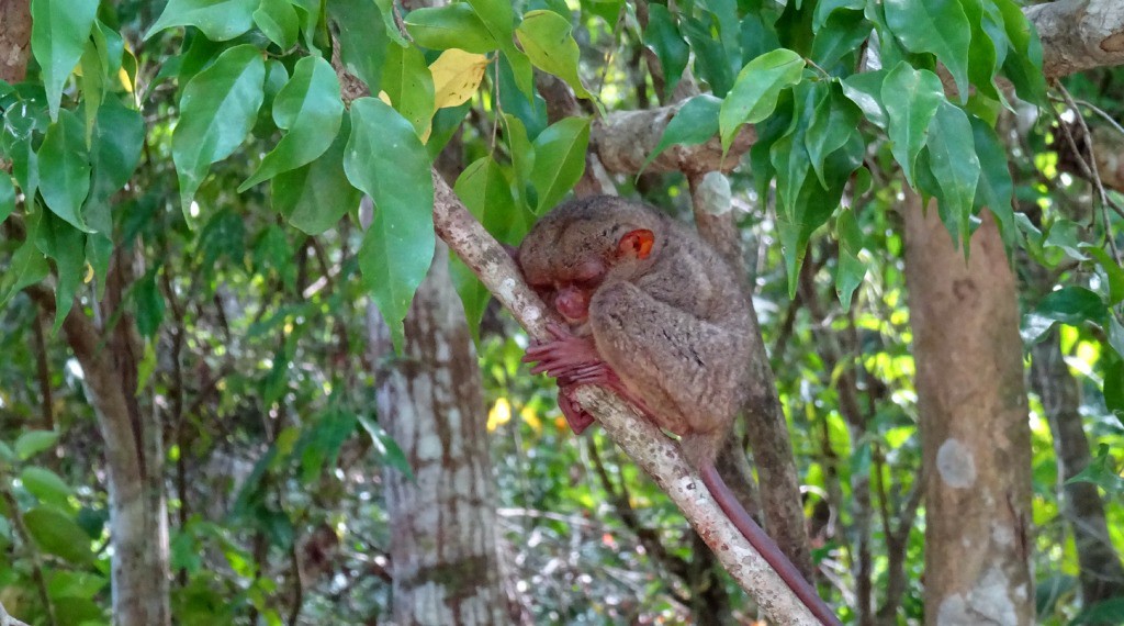 Things to do with kids in Bohol, The Philippines