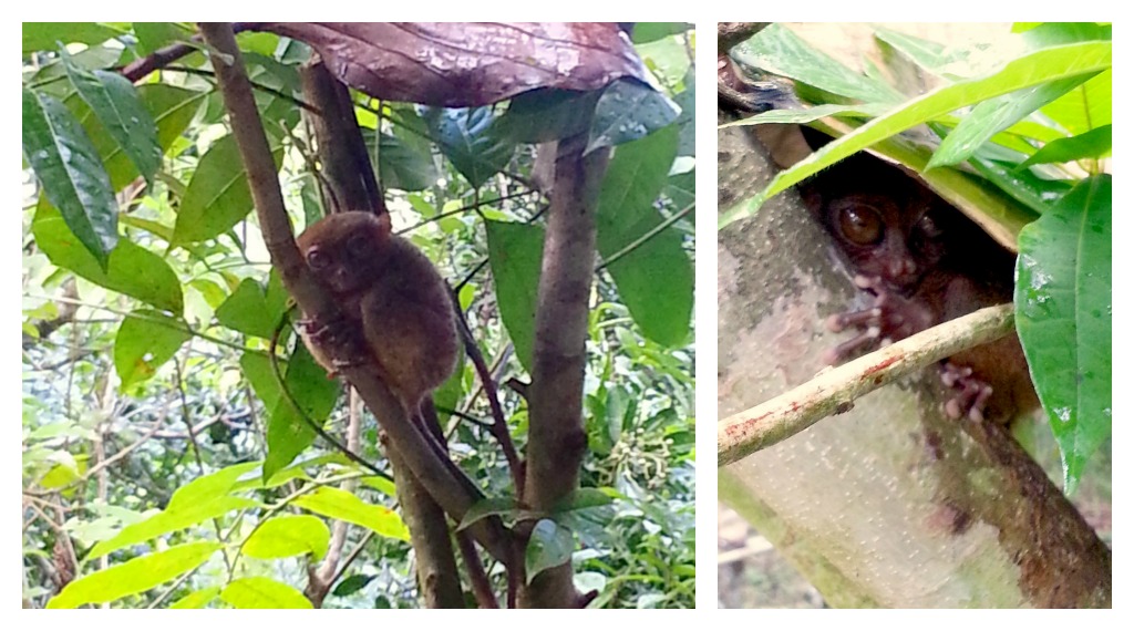 Tarsier 2